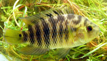 Image of Australoheros facetus (Chameleon cichlid)