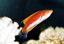 Image of Cirrhilabrus filamentosus (Whip-fin wrasse)