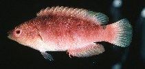 Image of Cirrhilabrus filamentosus (Whip-fin wrasse)