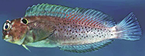 Image of Cirripectes heemstraorum (Yellowtail blenny)