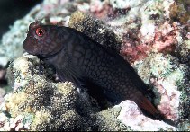 Image of Cirripectes imitator (Imitator blenny)