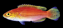 Image of Cirrhilabrus isosceles (Pintail fairy-wrasse)