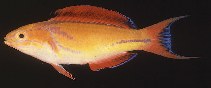 Image of Cirrhilabrus johnsoni (Johnson\