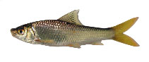 Image of Henicorhynchus entmema (Notched mud carp)