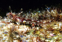 Image of Cirriemblemaria lucasana (Plume blenny)