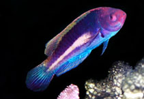 Image of Cirrhilabrus luteovittatus (Yellowband wrasse)