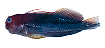 Image of Cirripectes matatakaro (Suspiria blenny)