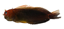 Image of Cirripectes matatakaro (Suspiria blenny)