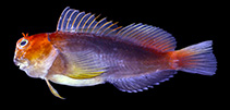 Image of Cirripectes matatakaro (Suspiria blenny)