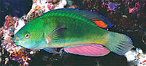 Image of Cirrhilabrus melanomarginatus (Blackfin fairy-warsse)