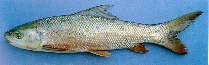 Image of Cirrhinus microlepis (Small scale mud carp)