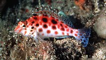 Image of Cirrhitichthys oxycephalus (Coral hawkfish)