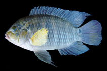 Image of Cichlasoma paranaense 