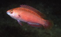 Image of Cirrhilabrus punctatus (Dotted wrasse)