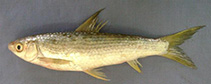 Image of Cirrhinus reba (Reba carp)