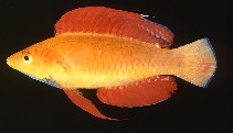 Image of Cirrhilabrus rubripinnis (Redfin wrasse)