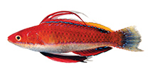 Image of Cirrhilabrus rubeus (Ruby longfin fairy wrasse)