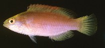 Image of Cirrhilabrus rubrimarginatus (Red-margined wrasse)