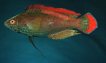 Image of Cirrhilabrus rubrimarginatus (Red-margined wrasse)