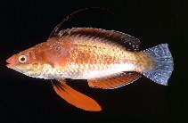 Image of Cirrhilabrus rubriventralis (Longfin fairy wrasse)