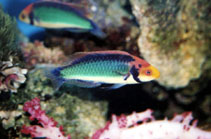 Image of Cirrhilabrus solorensis (Red-eye wrasse)