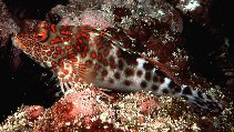 Image of Notocirrhitus splendens (Splendid hawkfish)