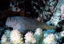 Image of Cirripectes stigmaticus (Red-streaked blenny)