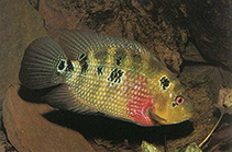 Image of Amphilophus trimaculatus (Three spot cichlid)