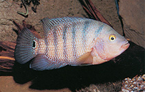 Image of Mayaheros urophthalmus (Mexican mojarra)