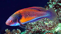 Image of Cirrhilabrus xanthozonus 