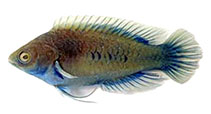 Image of Cirrhilabrus xanthozonus 