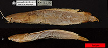 Image of Clarias abbreviatus 