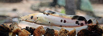 Image of Clarias batrachus (Philippine catfish)