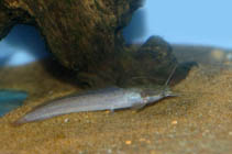 Image of Clarias camerunensis 