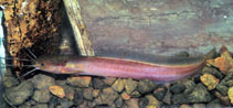 Image of Clarias ebriensis 