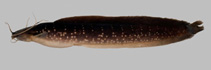 Image of Clarias gracilentus 