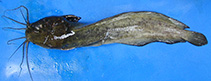 Image of Clarias macrocephalus (Bighead catfish)