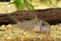 Image of Corydoras albolineatus (White stripe cory)