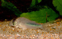 Image of Corydoras amapaensis (Amapa corydoras)