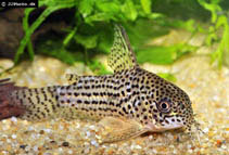 Image of Corydoras araguaiaensis (Araguaia cory)