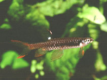 Image of Copella arnoldi (Splash tetra)