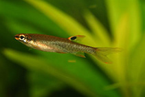 Image of Copella arnoldi (Splash tetra)