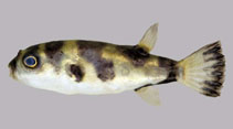 Image of Colomesus asellus (Amazon puffer)