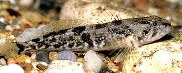 Image of Cottus asper (Prickly sculpin)