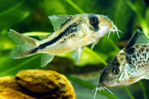 Image of Corydoras axelrodi (Pink corydoras)