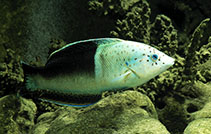 Image of Coris aygula (Clown coris)