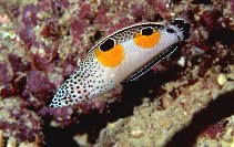 Image of Coris aygula (Clown coris)