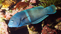 Image of Coris aygula (Clown coris)