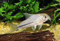 Image of Corydoras baderi (Road cory)