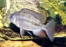 Image of Protomelas taeniolatus (Spindle hap)